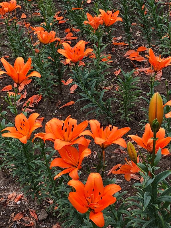 日本・北海道「美幌町」の写真：初‼️ゆり園