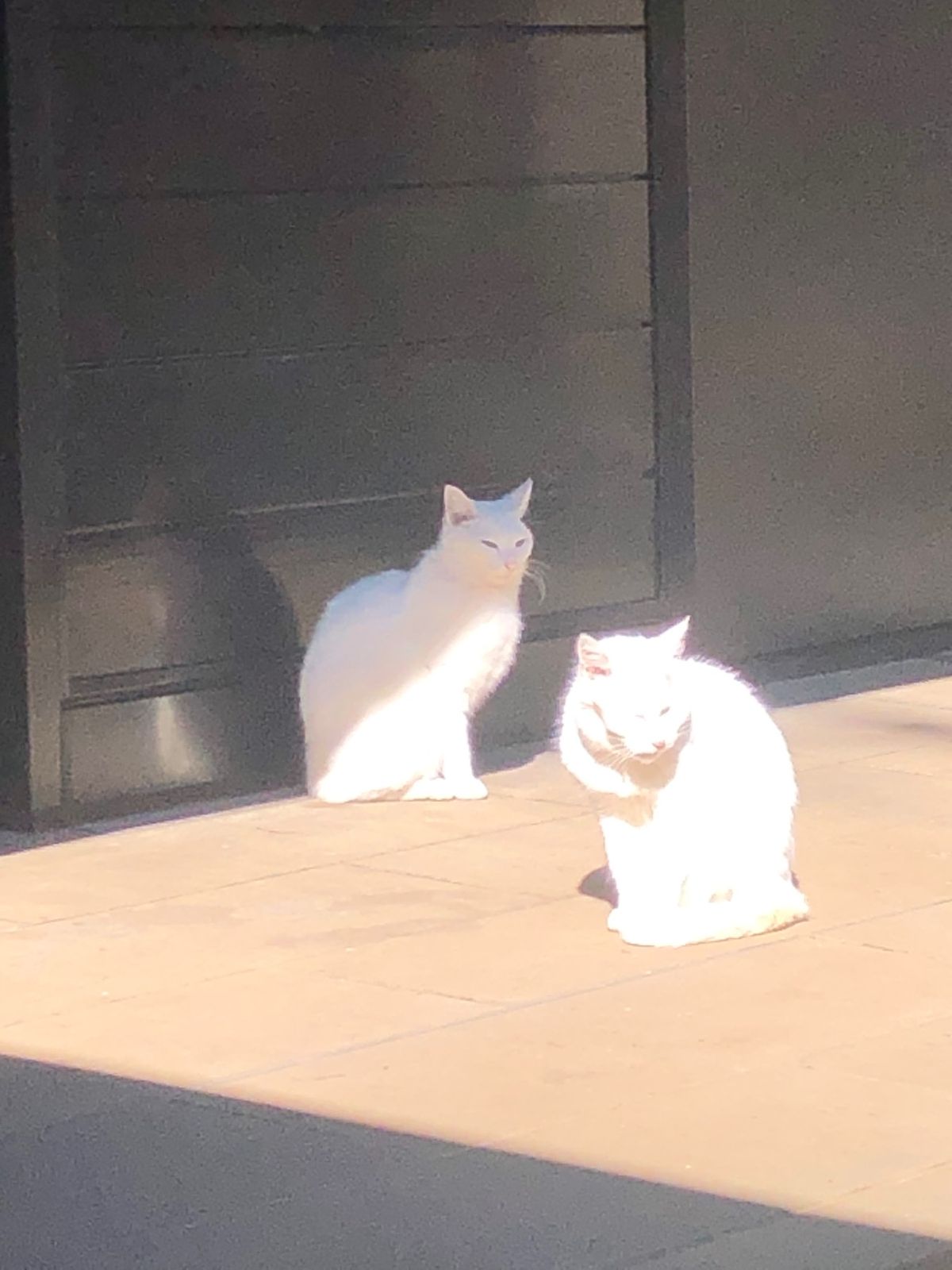 大好きな東京タワーと増上寺🥰
愛宕神社の階段はキツイ💦💦