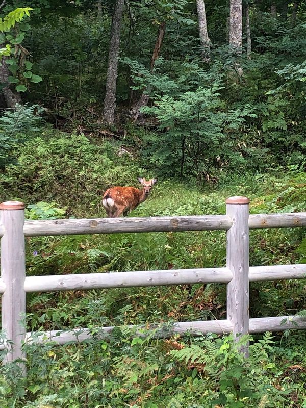 日本・北海道「阿寒旅行 2」の写真