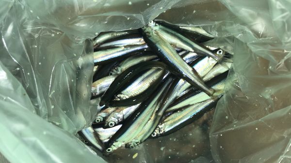 日本・北海道「初✨阿寒ワカサギ釣り」の写真：阿寒湖のワカサギは苦味、臭みがなくて最高...