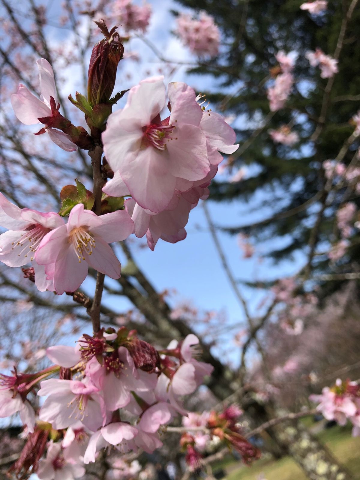 終わりかけだったけど綺麗に咲いてます🌸