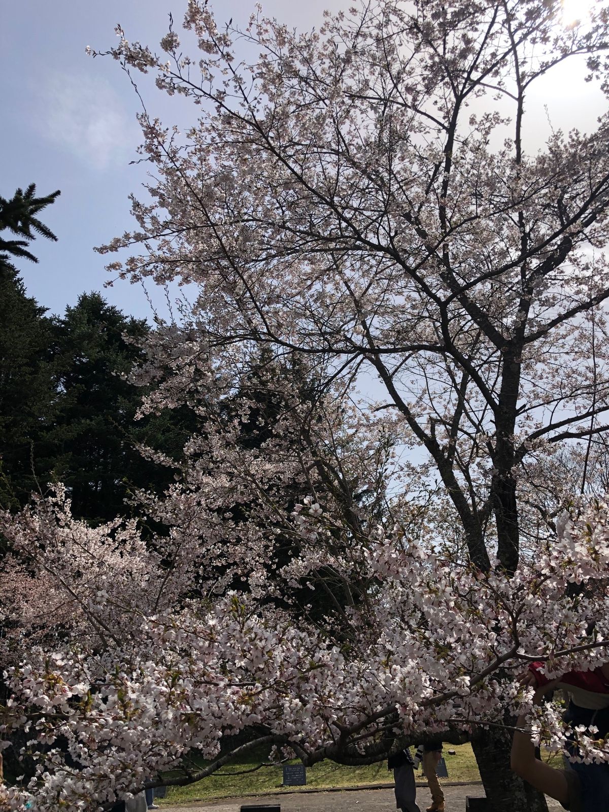 終わりかけだったけど綺麗に咲いてます🌸