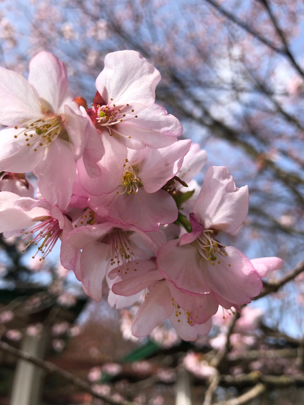 終わりかけだったけど綺麗に咲いてます🌸