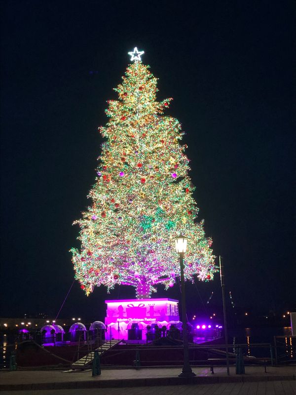 日本・北海道「函館旅行」の写真：ツリー🌲が綺麗だったー✨
そして、函館と...