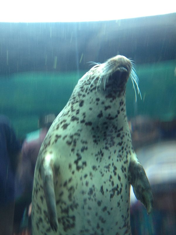 日本・北海道「旭山動物園」の写真：可愛かった😆