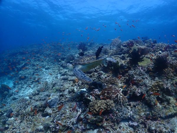 日本・宮古島「宮古島旅行」の写真
