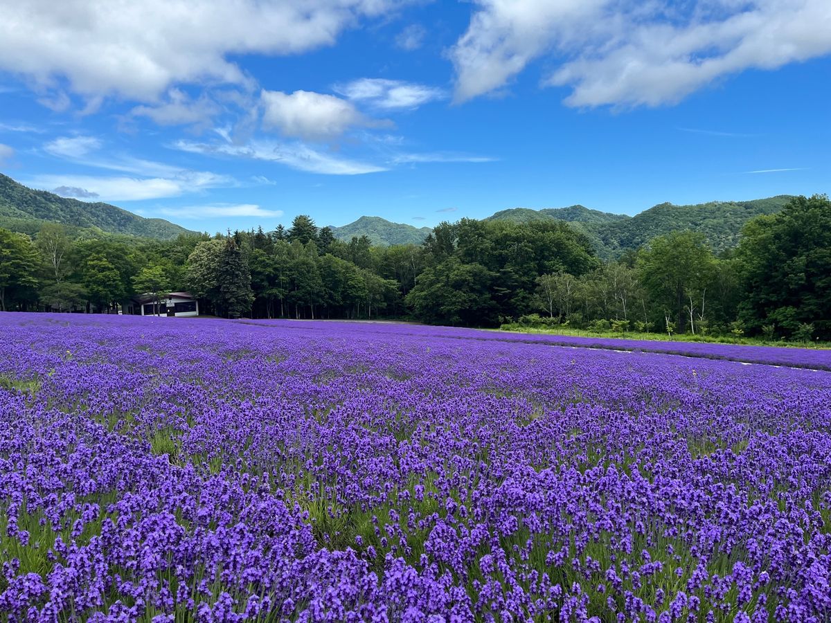 ラベンダー満開！青い池も青かった✨