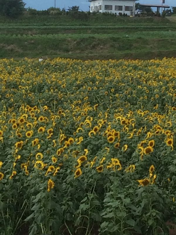 日本・山梨県「明野　ひまわり」の写真