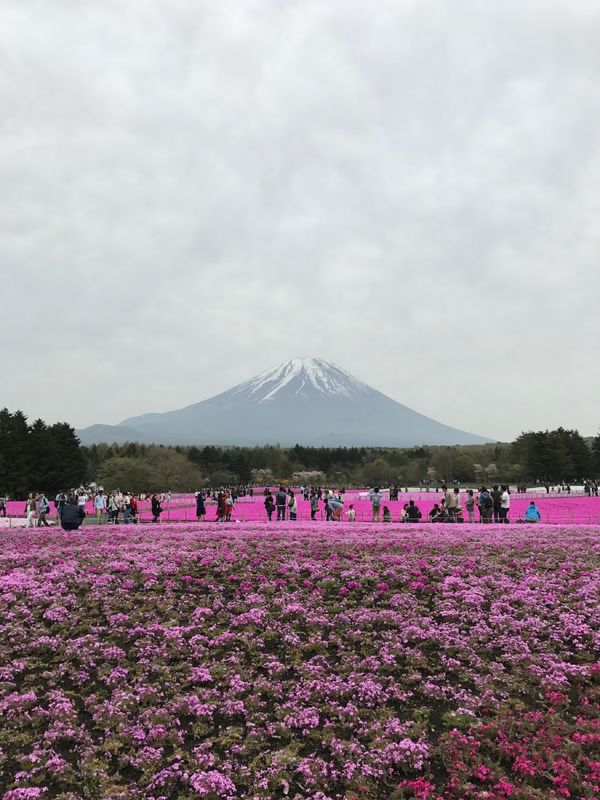 日本・山梨県「富士　芝桜」の写真
