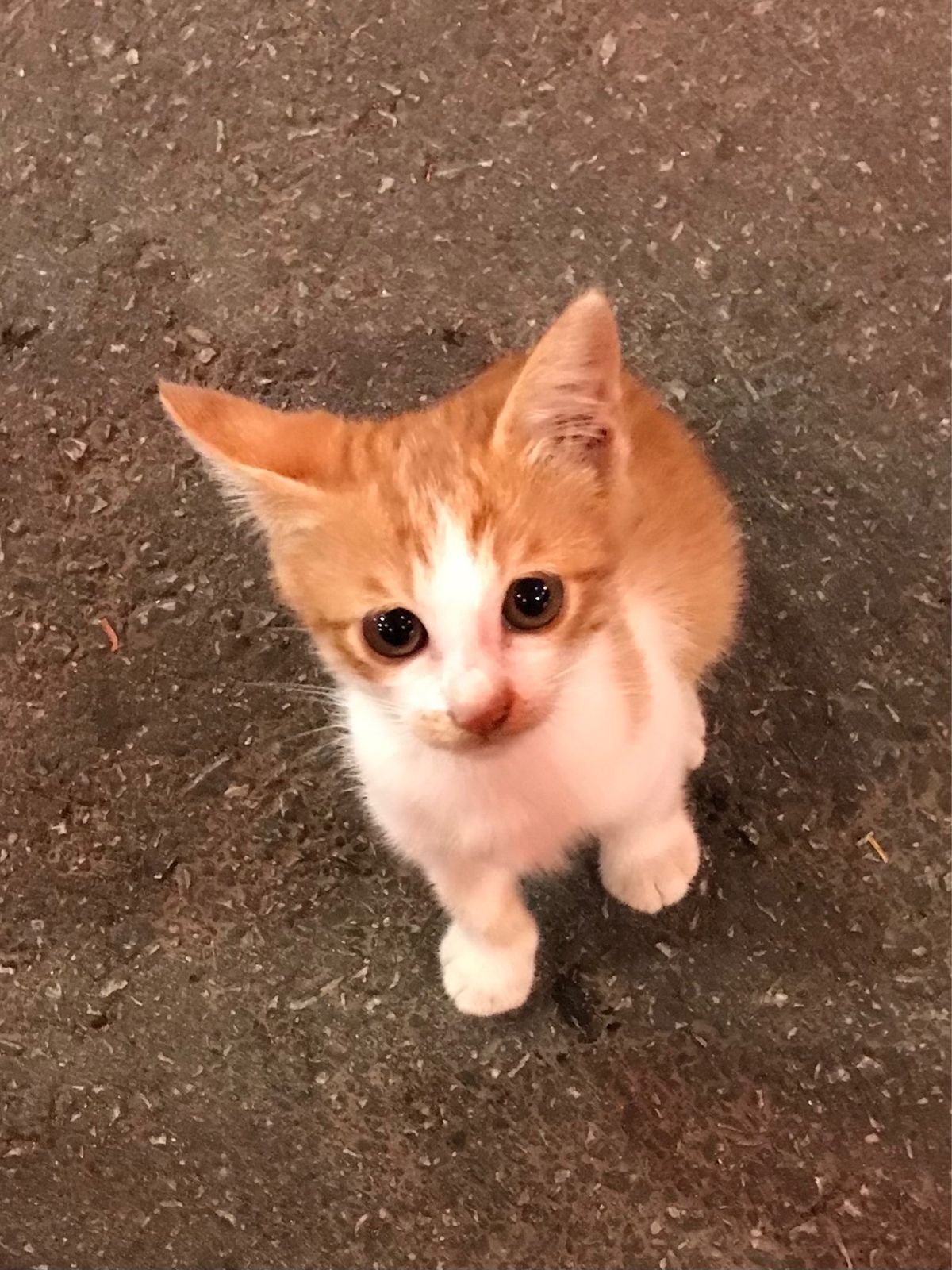 宮古ブルー、民謡酒場、ソーキそば、宮古島のお友達🐱