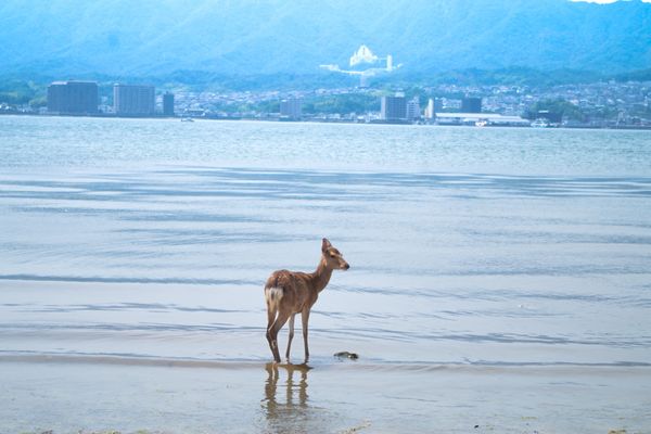 日本・広島「広島旅行⛩🍁」の写真