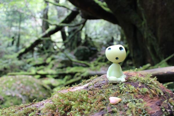 日本・鹿児島県「屋久島」の写真