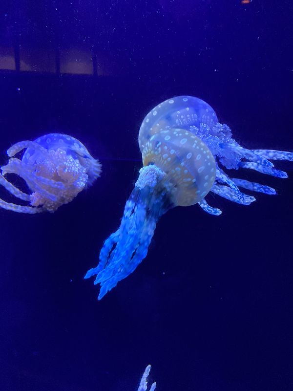 日本・沖縄県「飛ぶぜ！人生初沖縄」の写真：クラゲに魅了された後イルカショー。
ジャ...