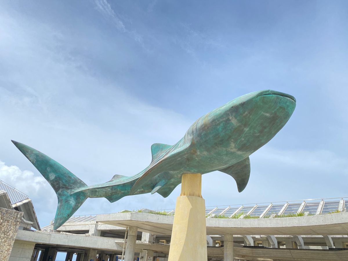 憧れの美ら海水族館！
沖縄で最初に食べたのはタコライスでした。