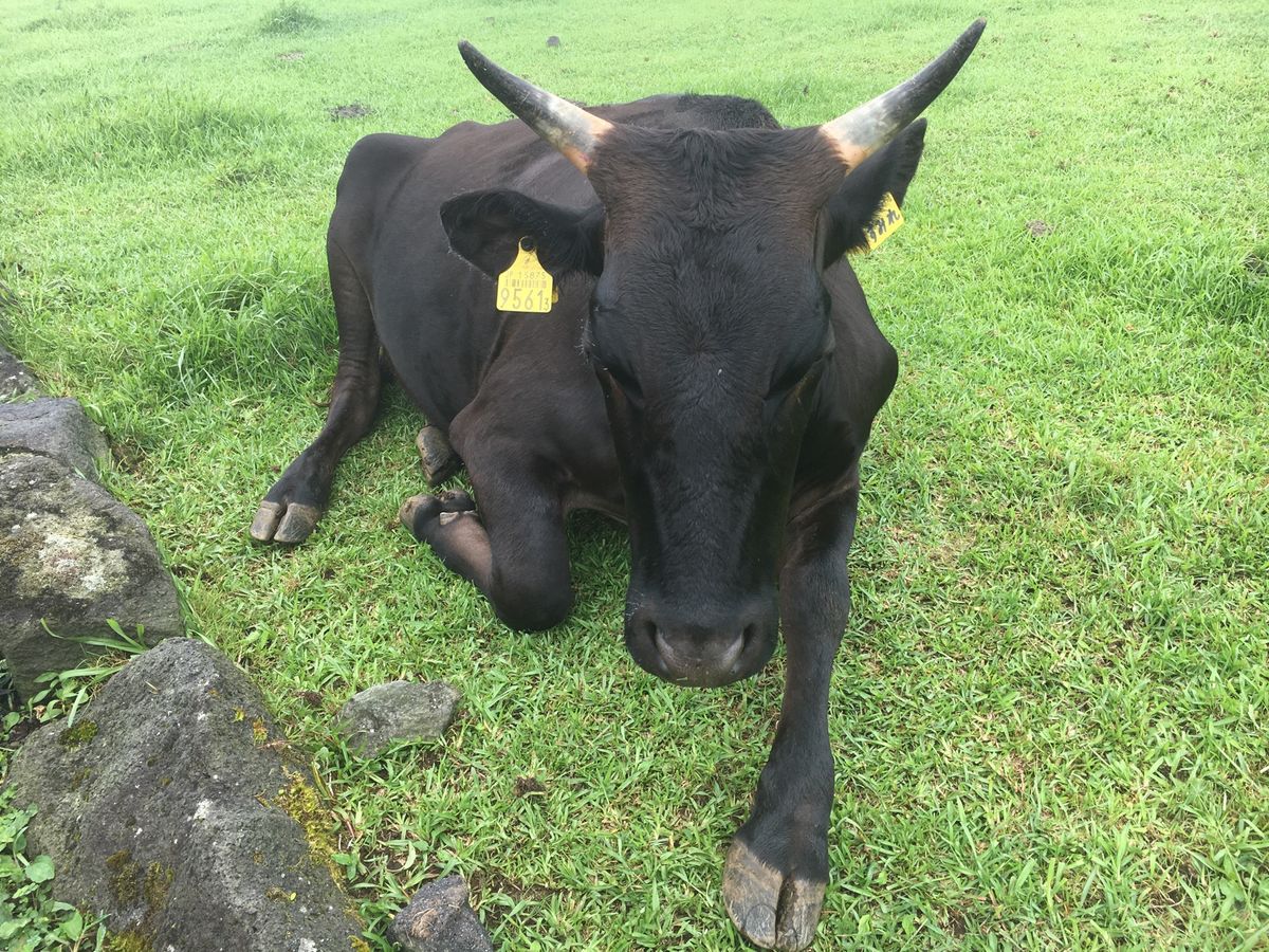 Feel like Hawaii’s countryside!!!