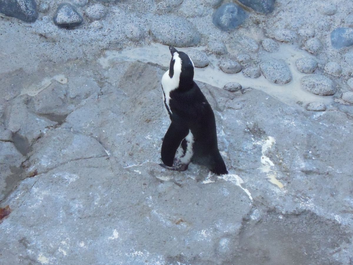 八景園シーパラダイス
