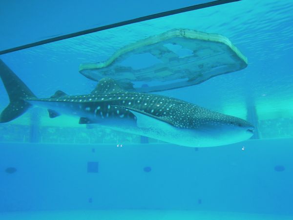 日本・神奈川県「東京横浜家族旅行」の写真：八景園シーパラダイス
