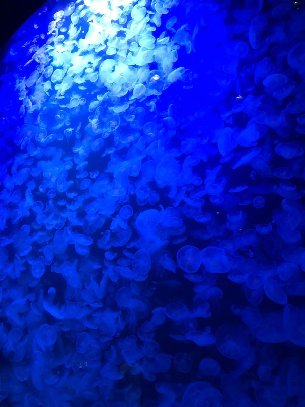 日本・山形県「加茂水族館」の写真