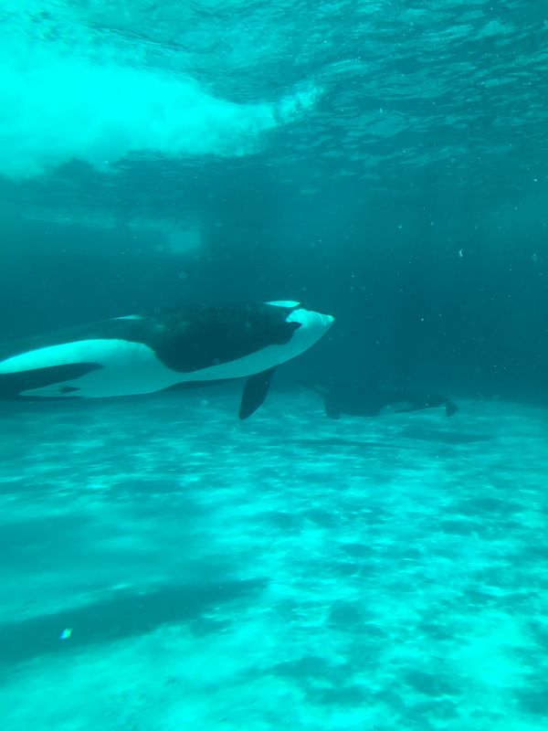 日本・千葉県「鴨川シーワールド」の写真