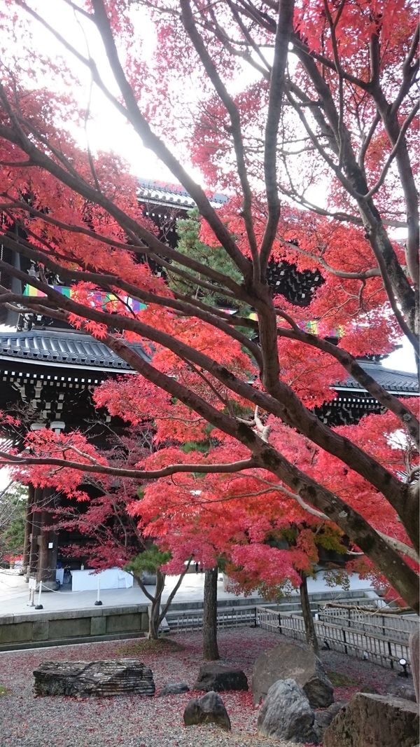 日本・京都府「京都Kyoto」の写真