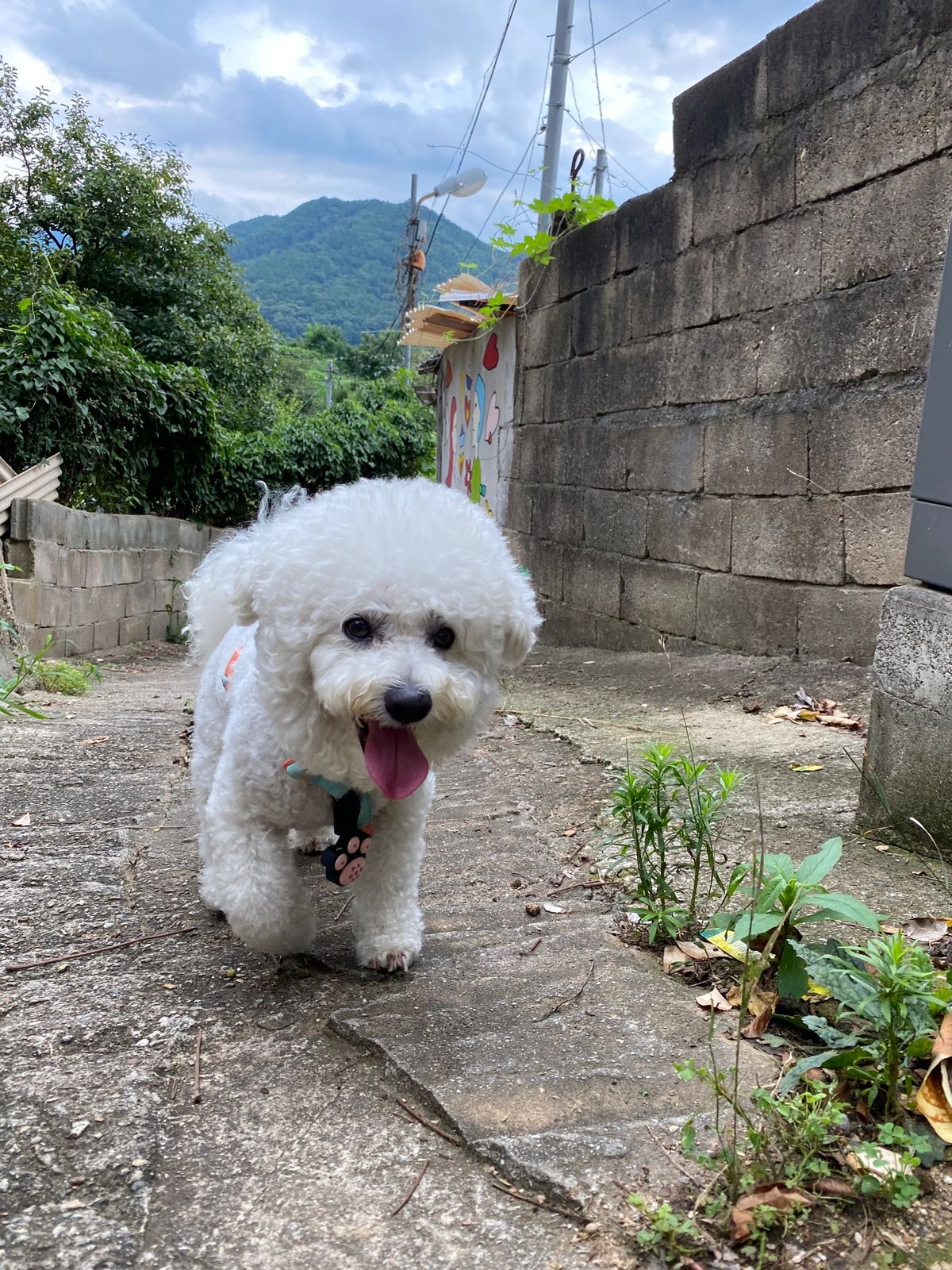 全州韓屋村から歩いて20分程度にあるチャマン壁画村へ。壁画のクォリティが高い‼️