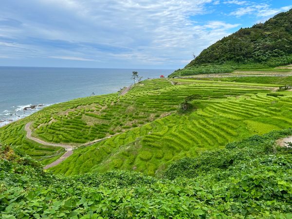 日本・石川県「富山出張のついでに白米千枚田を見に行く🚘」の写真：白米千枚田

景色はすごく良かったけど
...