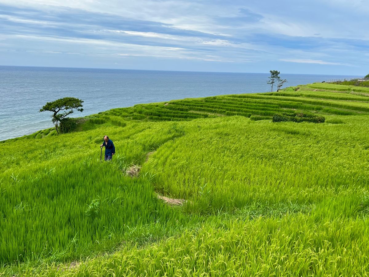 白米千枚田

景色はすごく良かったけど
富山行くついでに〜的な距離感ではな...