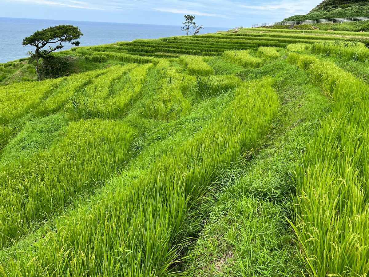 白米千枚田

景色はすごく良かったけど
富山行くついでに〜的な距離感ではな...