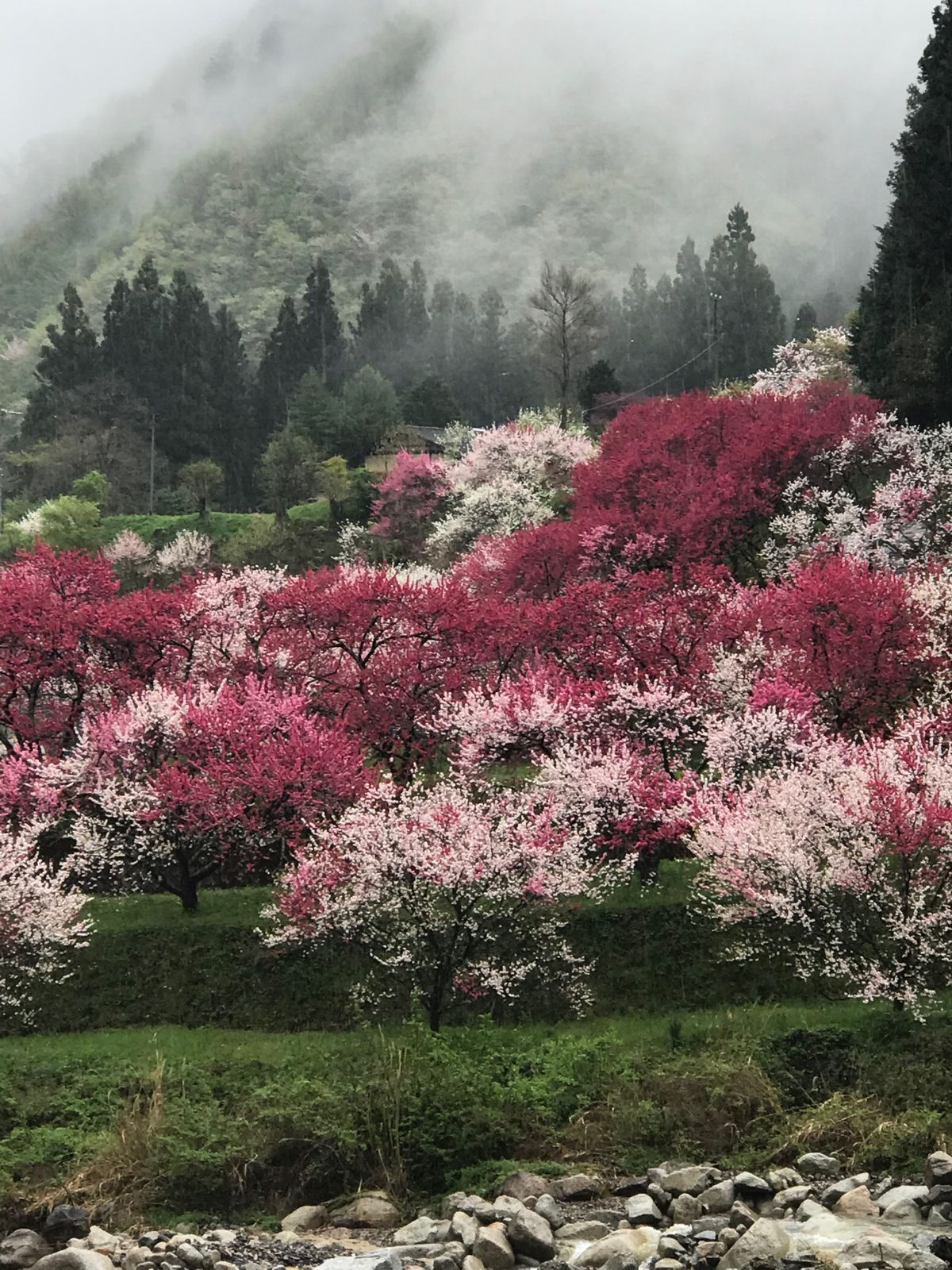 雨の中、満開の花桃をお花見