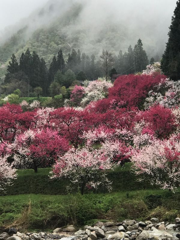 日本・長野県「月川温泉花桃の里」の写真：雨の中、満開の花桃をお花見