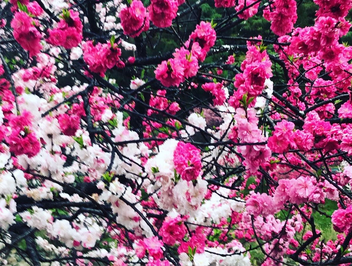 雨の中、満開の花桃をお花見