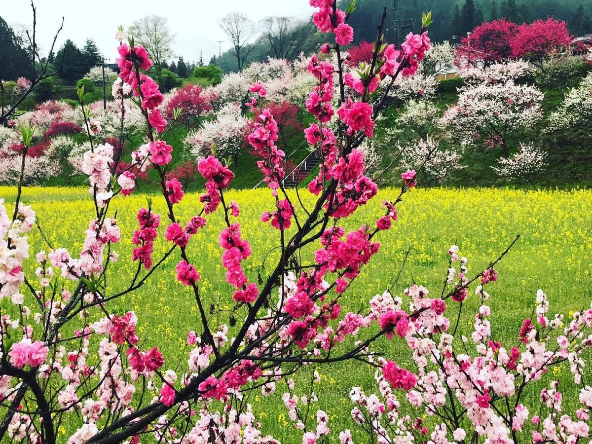 雨の中、満開の花桃をお花見