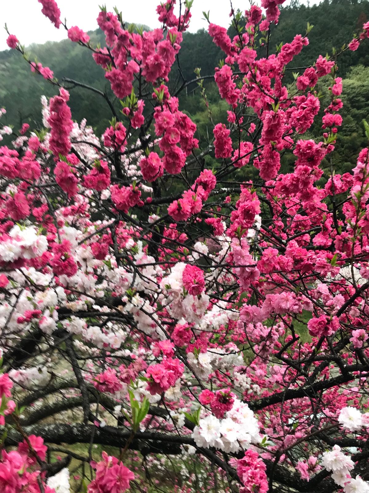 雨の中、満開の花桃をお花見