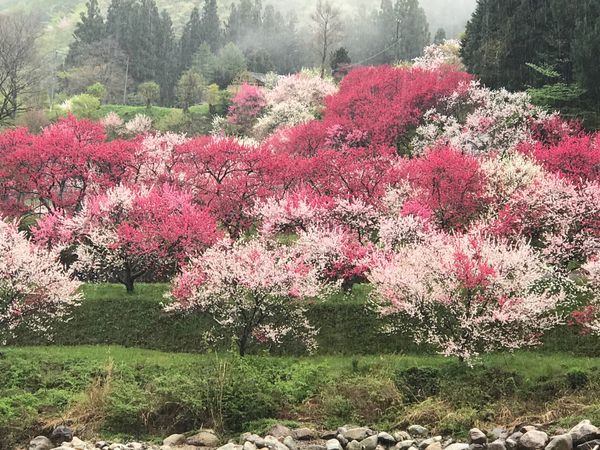 日本・長野県「月川温泉花桃の里」の写真