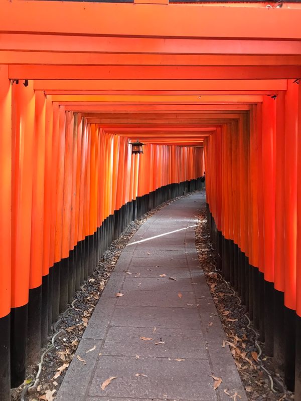 日本・京都府「日帰り京都旅行」の写真