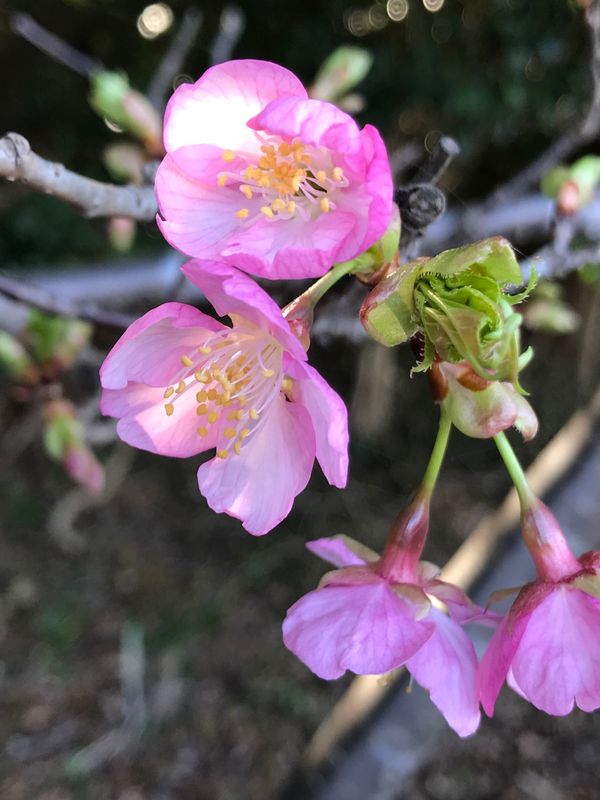 日本・静岡県「イチゴ狩りと河津桜のお花見」の写真
