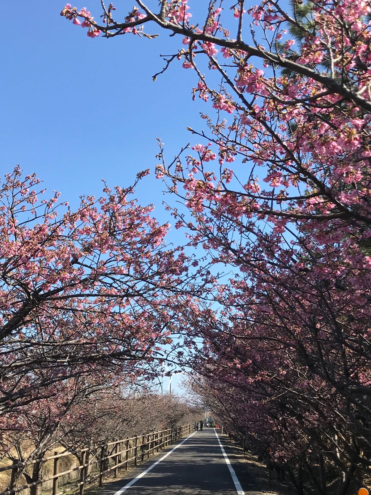 春を満喫した楽しい1日でした。