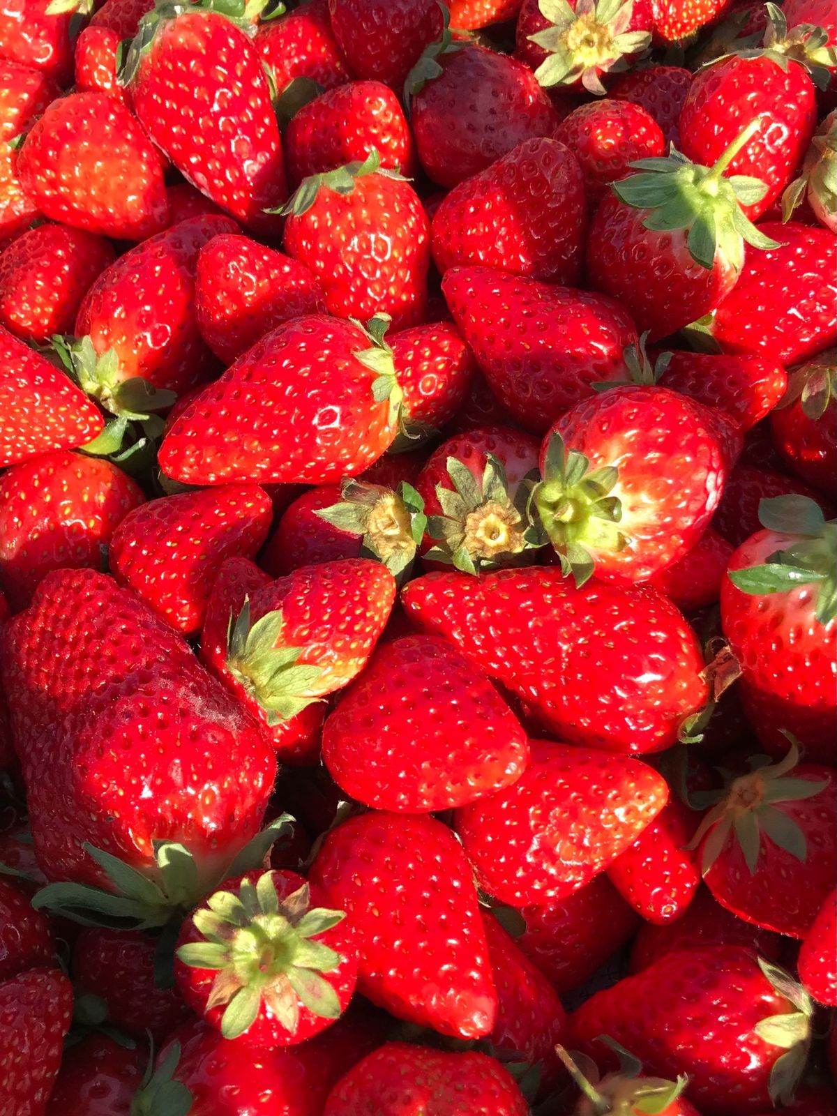 春を満喫した楽しい1日でした。