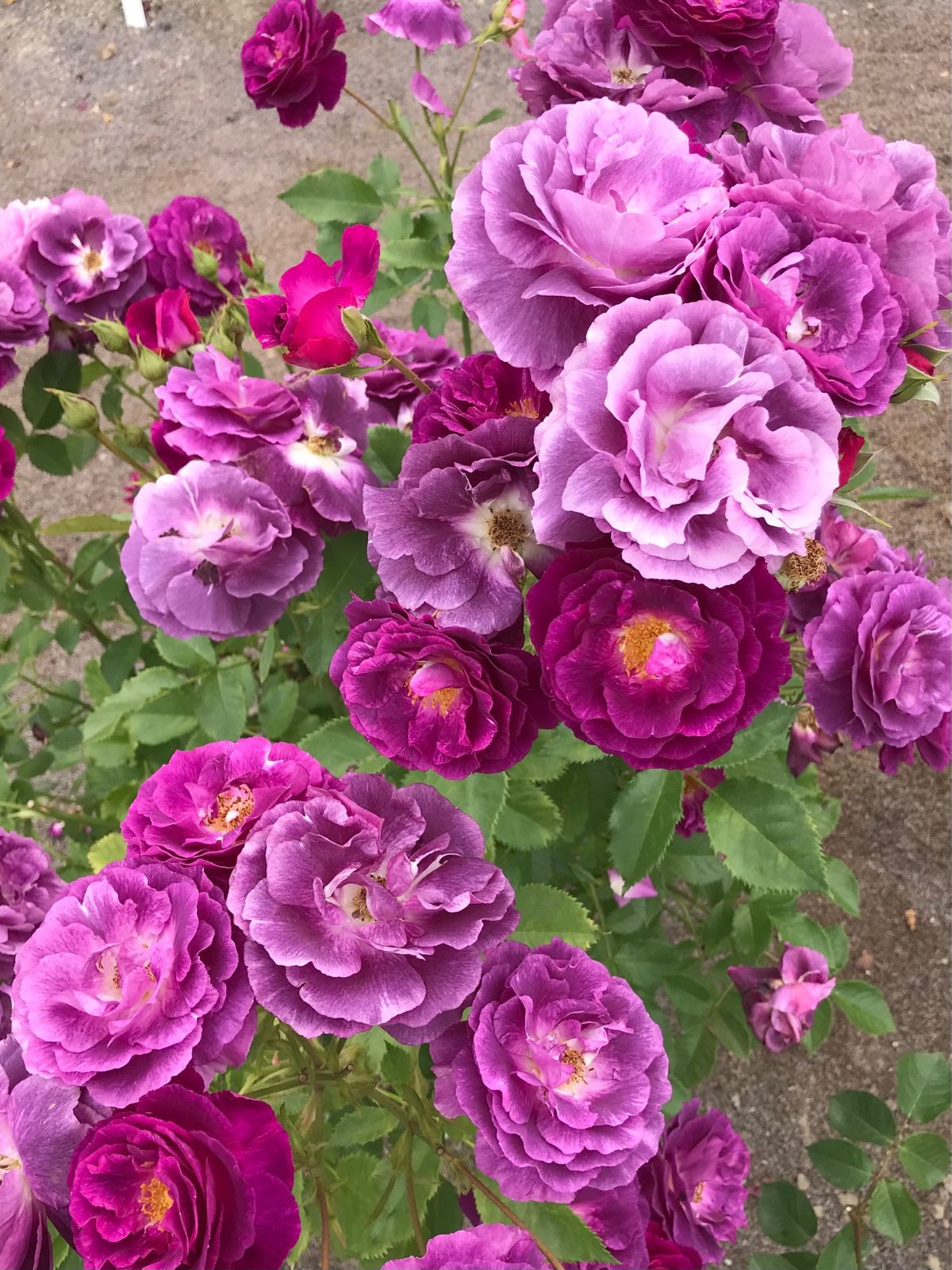 色んな薔薇が咲き乱れ楽しめました。