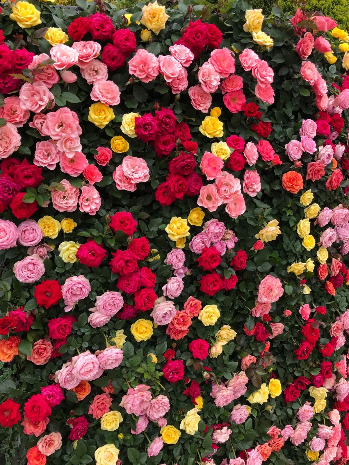 色んな薔薇が咲き乱れ楽しめました。