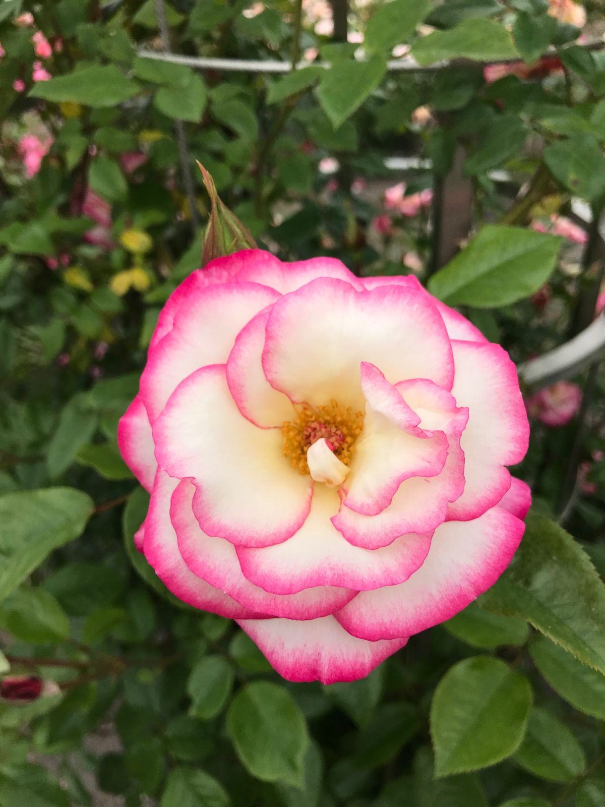 色んな薔薇が咲き乱れ楽しめました。