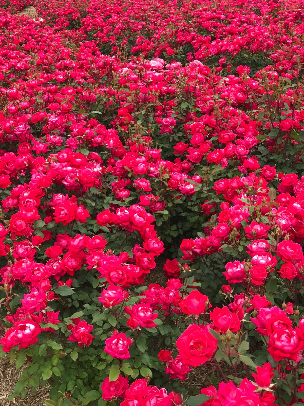 色んな薔薇が咲き乱れ楽しめました。