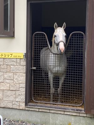 馬の牧場へ