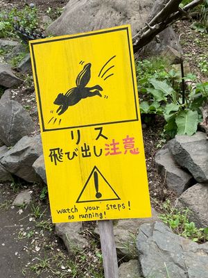 網走刑務所には行かず、シマリス公園に行きました🐿
あれば必ず行くリス園。
...