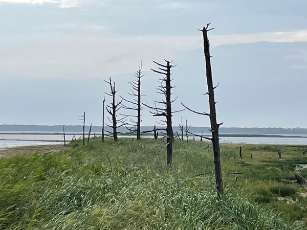 日本・北海道「爽やか！夏の北海道」の写真：果て感満載の素敵な場所、トドワラ。
写真...