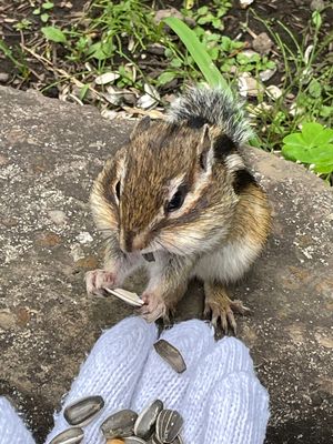 網走刑務所には行かず、シマリス公園に行きました🐿
あれば必ず行くリス園。
...