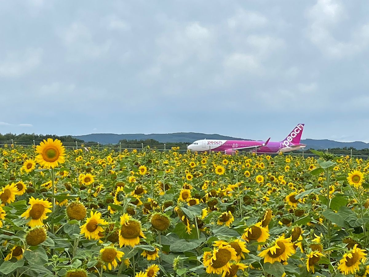 ひまわりまだ咲いてるかな〜と女満別空港に行ったら飛行機の離着陸も見れた。
...