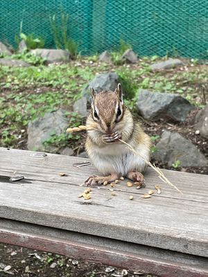 網走刑務所には行かず、シマリス公園に行きました🐿
あれば必ず行くリス園。
...