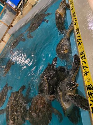 桂浜水族館🐟
海がめの餌やり楽しかった！