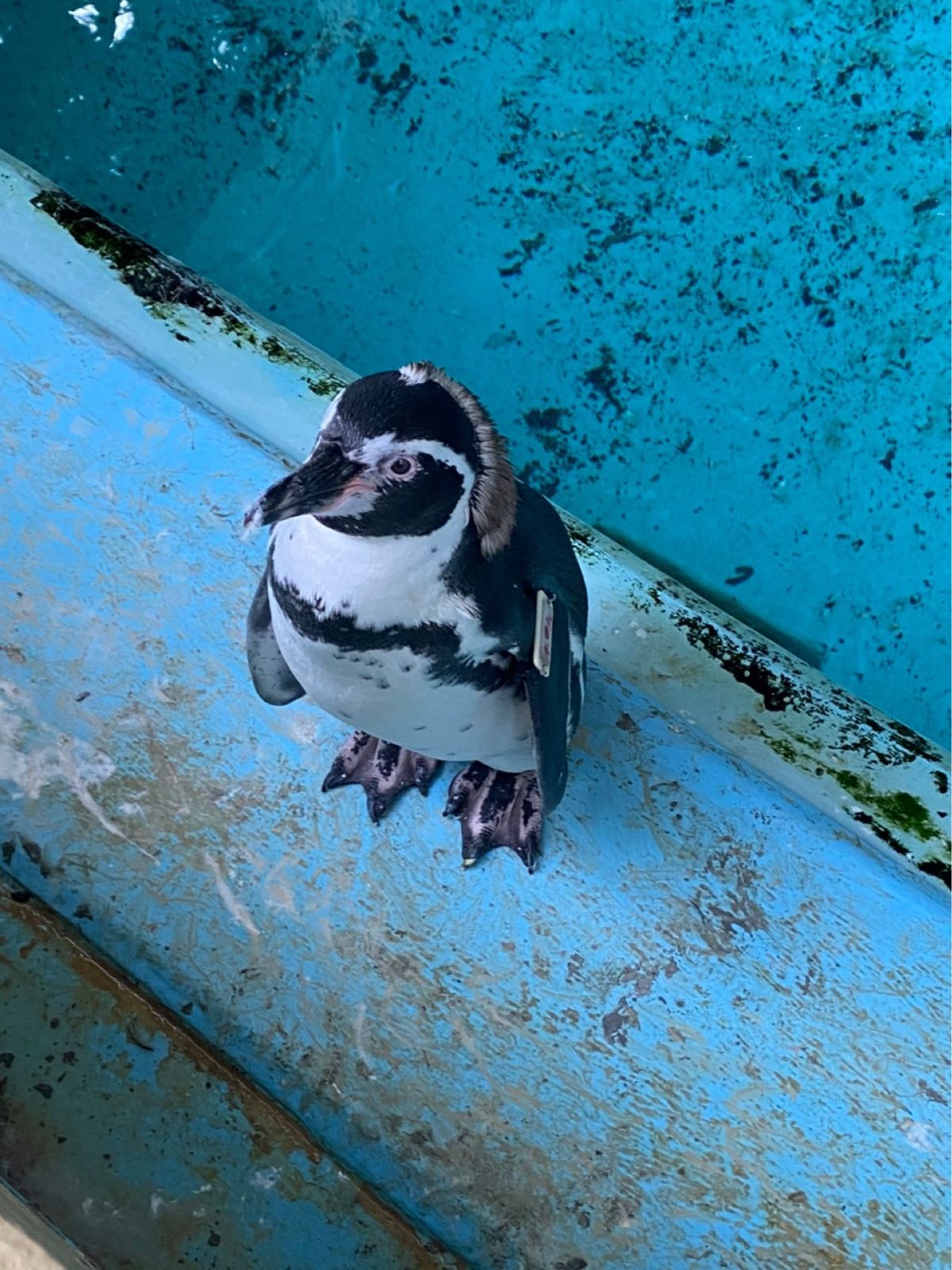 桂浜水族館🐟
海がめの餌やり楽しかった！